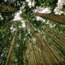 秋田県 横手市の「森林組合森林吸収プロジェクト」