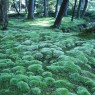 京都市独自の低炭素社会実現に向けた戦略